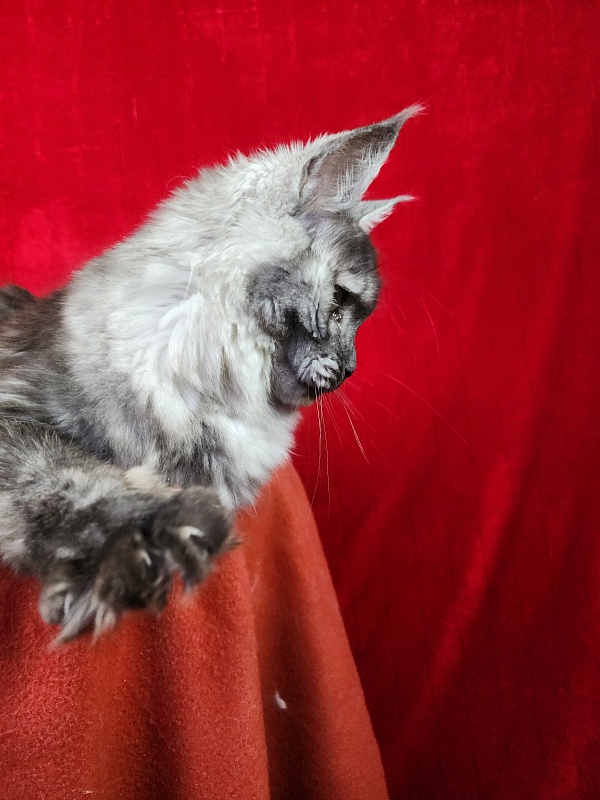 Franny  Akbars - Junior maine-coon 7 months 1.5 week