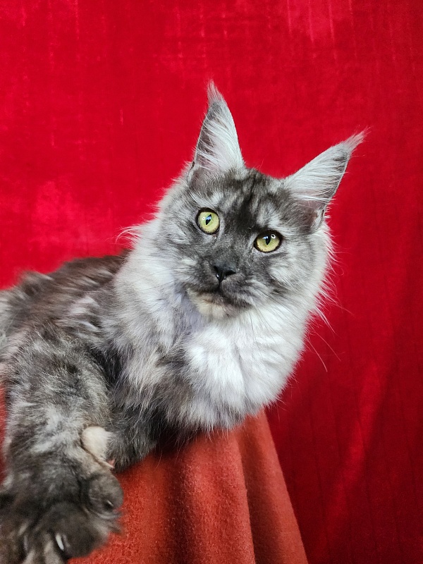 Franny  Akbars - Junior maine-coon 7 months 1.5 week