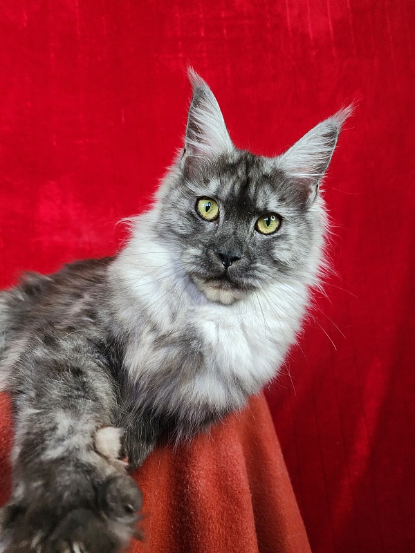 Franny  Akbars - Junior maine-coon 7 months 1.5 week