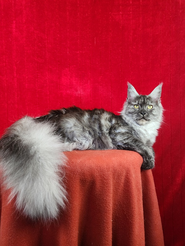 Franny  Akbars - Junior maine-coon 7 months 1.5 week
