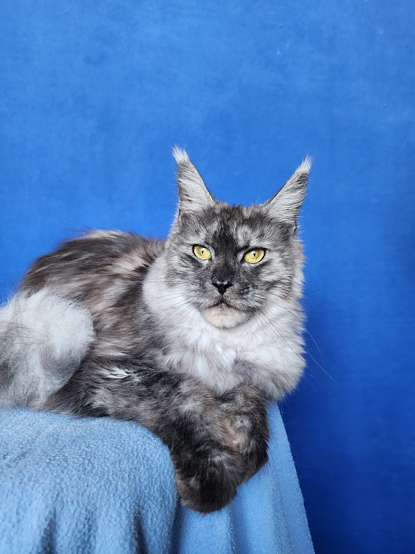 Franny  Akbars - Adult maine-coon 10 months