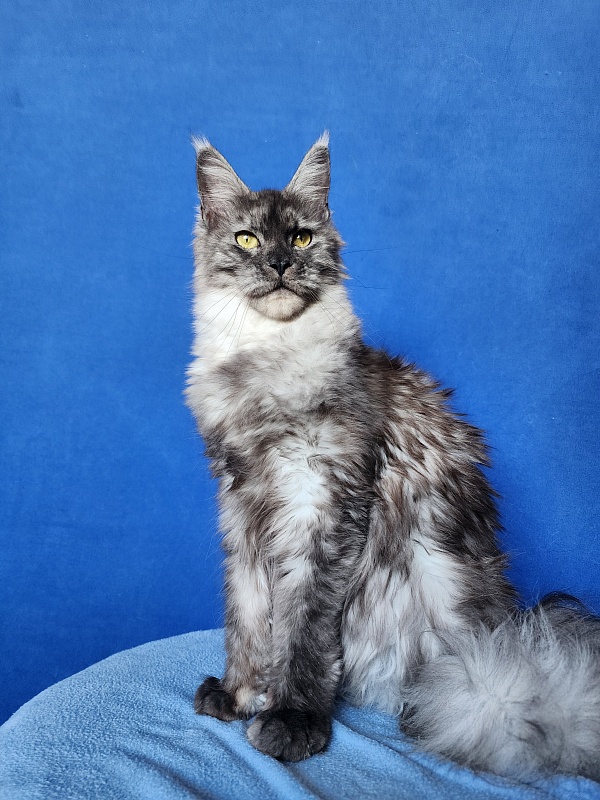 Franny  Akbars - Adult maine-coon 10 months