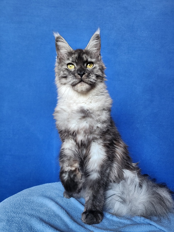 Franny  Akbars - Adult maine-coon 10 months