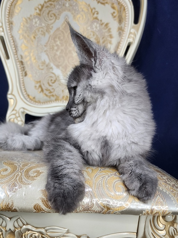 Franny  Akbars - Kitten maine-coon 4 months 3 weeks