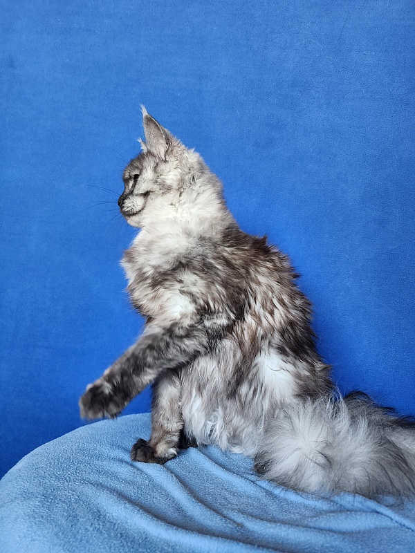Franny  Akbars - Adult maine-coon 10 months