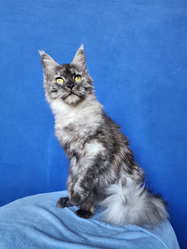 Franny  Akbars - Adult maine-coon 10 months