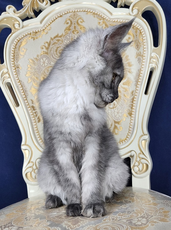 Franny  Akbars - Kitten maine-coon 4 months 3 weeks