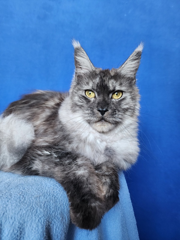 Franny  Akbars - Adult maine-coon 10 months