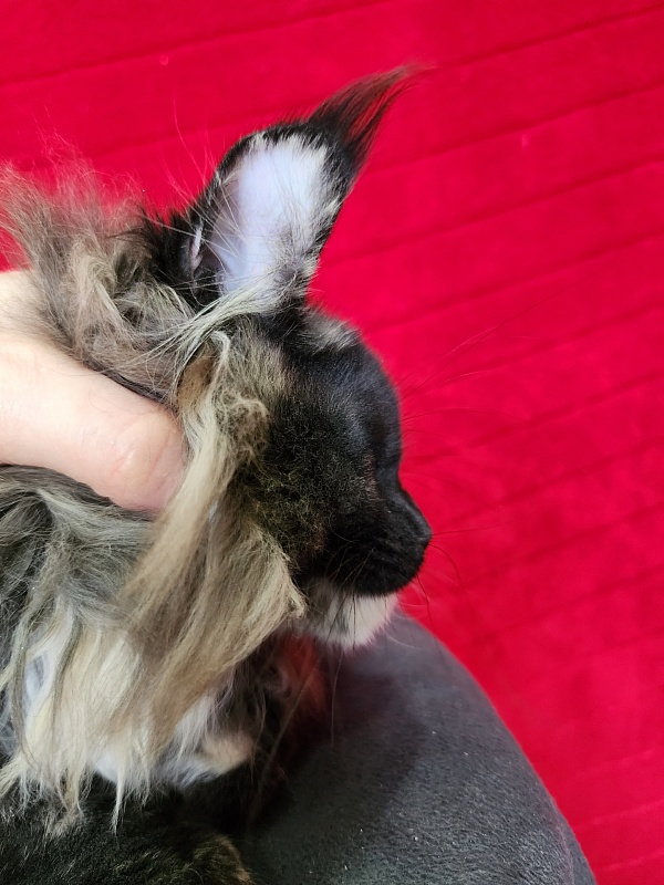 Kokosha  Akbars - Kitten maine-coon 3 months