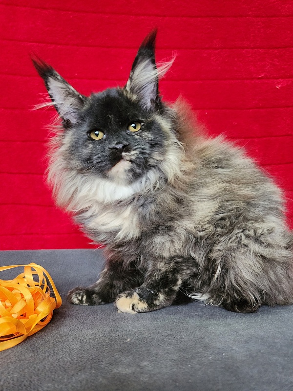 Kokosha  Akbars - Kitten maine-coon 3 months