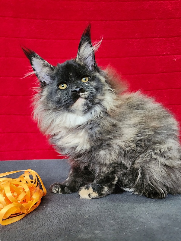 Kokosha  Akbars - Kitten maine-coon 3 months