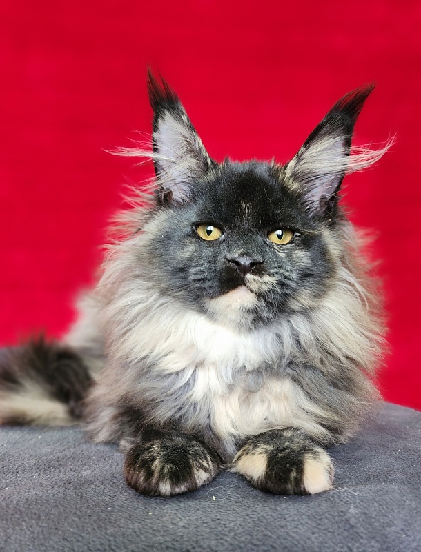 Kokosha  Akbars - Kitten maine-coon 3 months