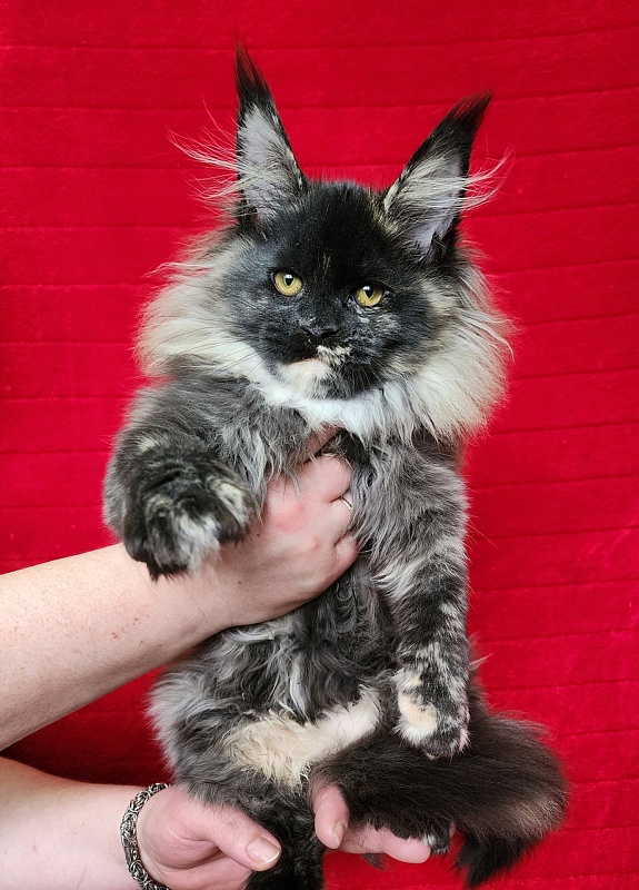 Kokosha  Akbars - Kitten maine-coon 3 months