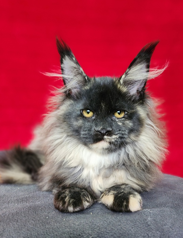 Kokosha  Akbars - Kitten maine-coon 3 months