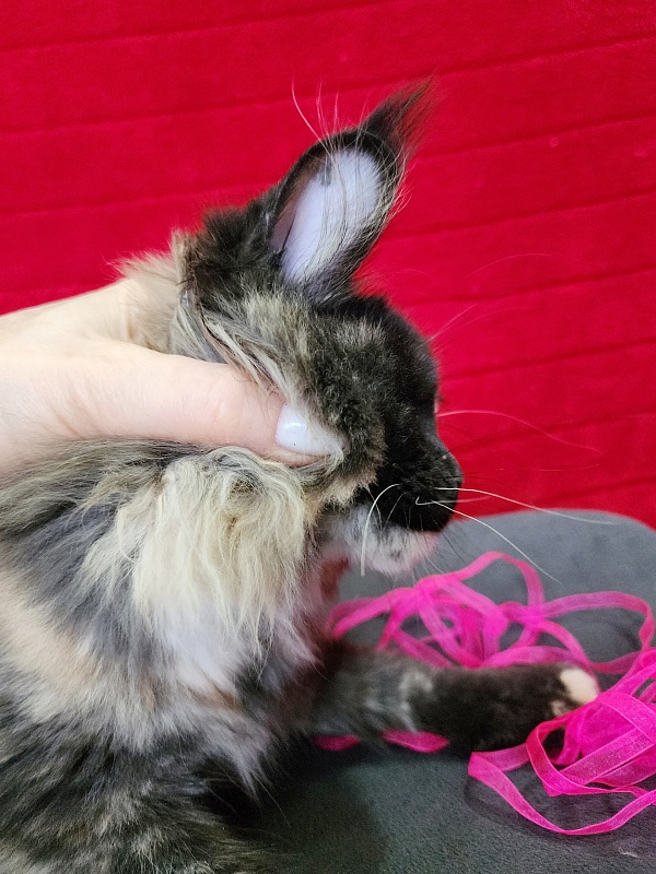 Kukla Miya Akbars - Kitten maine-coon 3 months 1 week