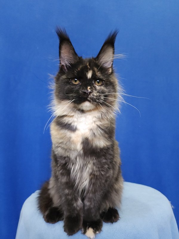 Kukla Miya Akbars - Kitten maine-coon 4 months 2 weeks