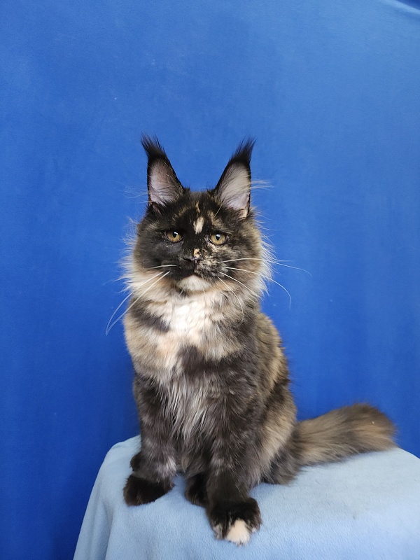 Kukla Miya Akbars - Kitten maine-coon 4 months 2 weeks