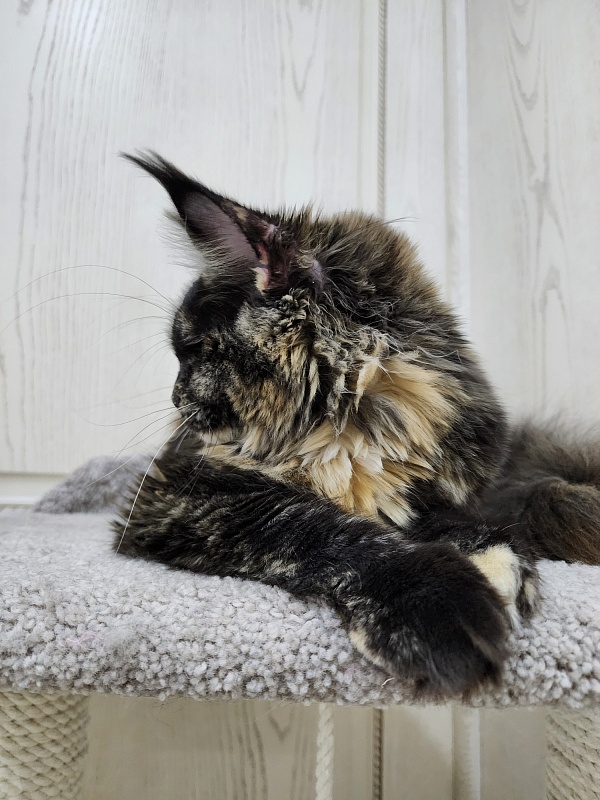 Kukla Miya Akbars - Kitten maine-coon 6 months 1.5 week