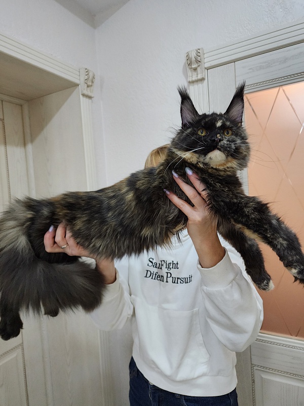 Kukla Miya Akbars - Kitten maine-coon 6 months 1.5 week