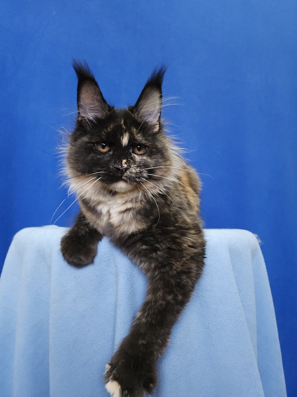 Kukla Miya Akbars - Kitten maine-coon 4 months 2 weeks