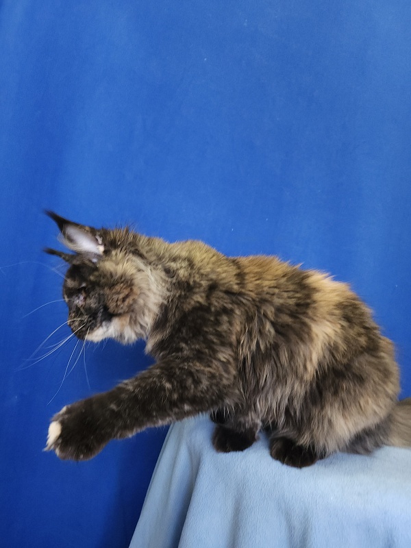 Kukla Miya Akbars - Kitten maine-coon 4 months 2 weeks