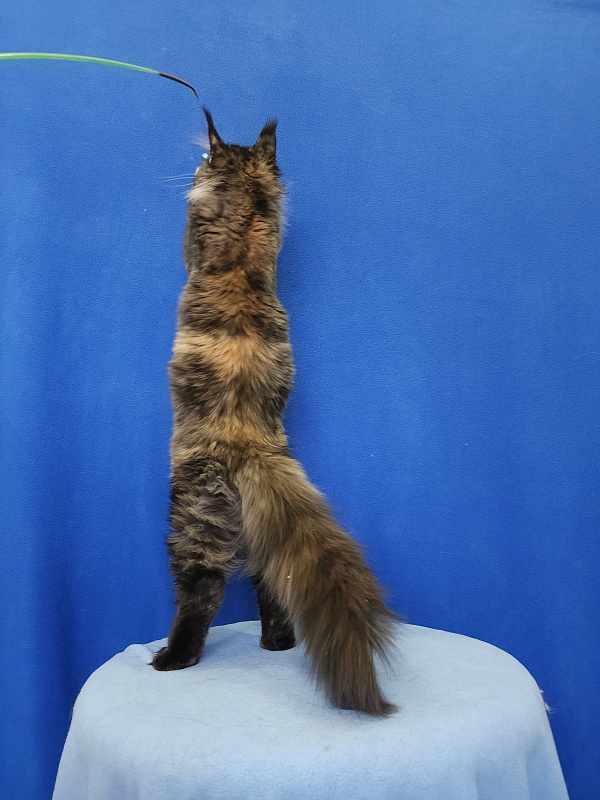 Kukla Miya Akbars - Kitten maine-coon 4 months 2 weeks