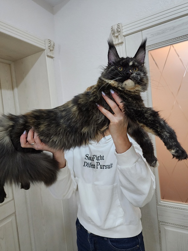 Kukla Miya Akbars - Kitten maine-coon 6 months 1.5 week