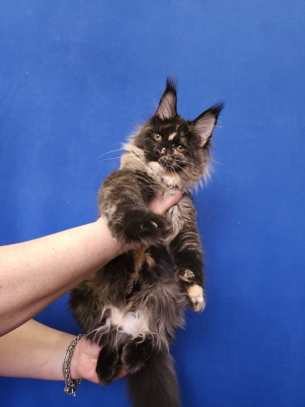 Kukla Miya Akbars - Kitten maine-coon 4 months 2 weeks