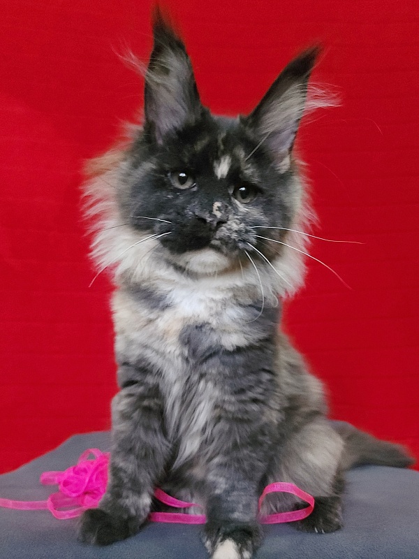 Kukla Miya Akbars - Kitten maine-coon 3 months 1 week