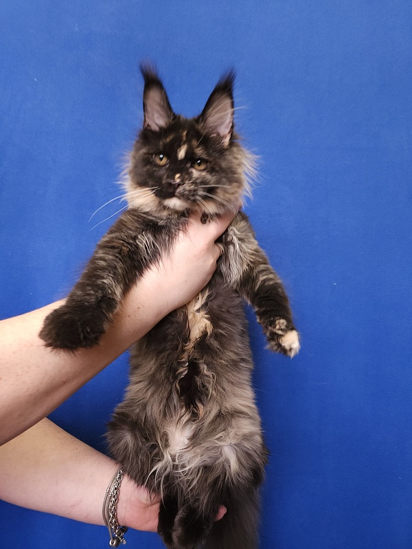 Kukla Miya Akbars - Kitten maine-coon 4 months 2 weeks