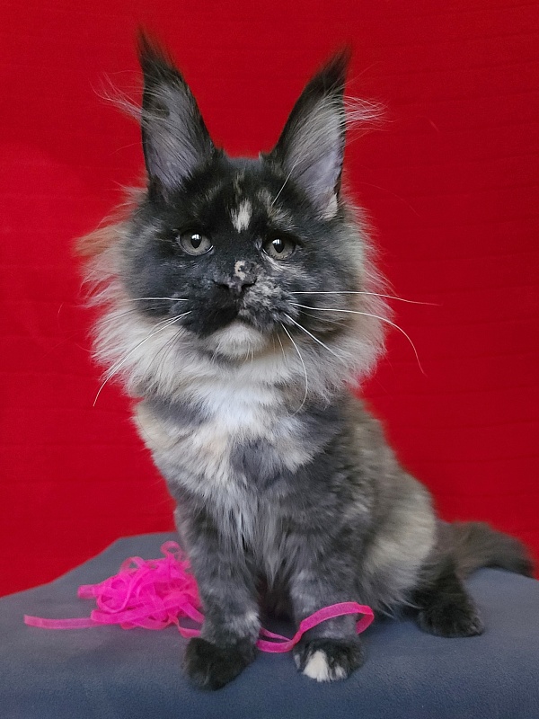 Kukla Miya Akbars - Kitten maine-coon 3 months 1 week
