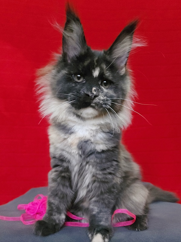 Kukla Miya Akbars - Kitten maine-coon 3 months 1 week
