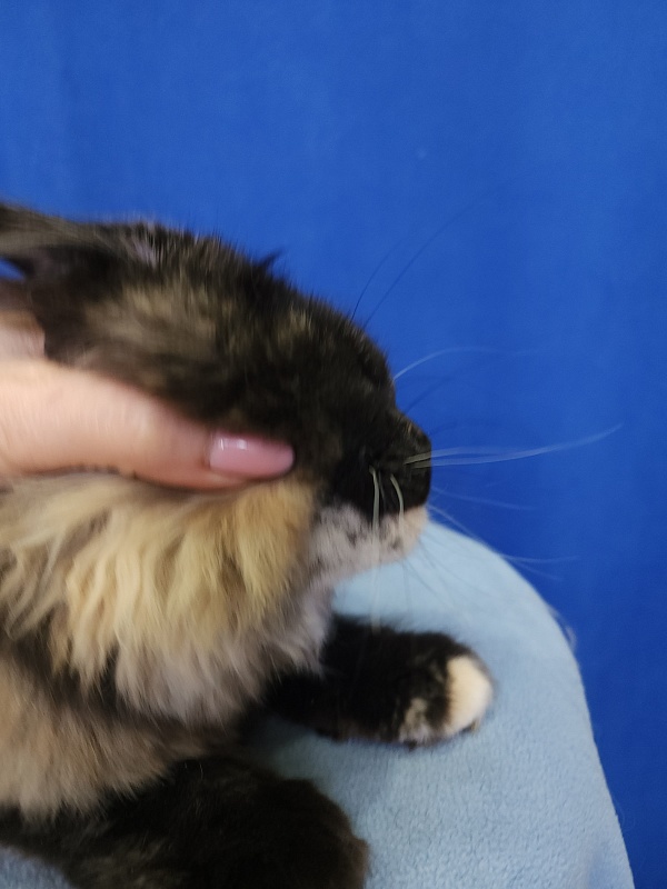 Kukla Miya Akbars - Kitten maine-coon 4 months 2 weeks