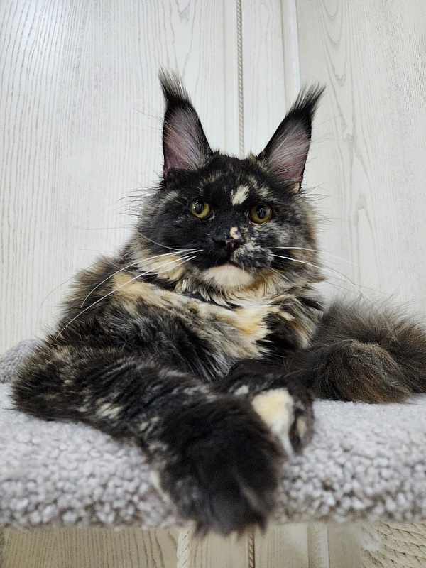 Kukla Miya Akbars - Kitten maine-coon 6 months 1.5 week