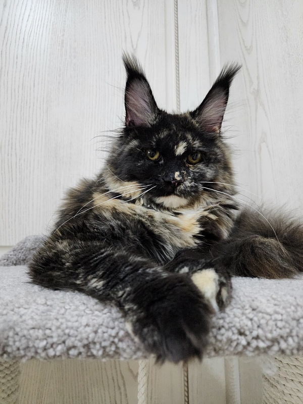 Kukla Miya Akbars - Kitten maine-coon 6 months 1.5 week