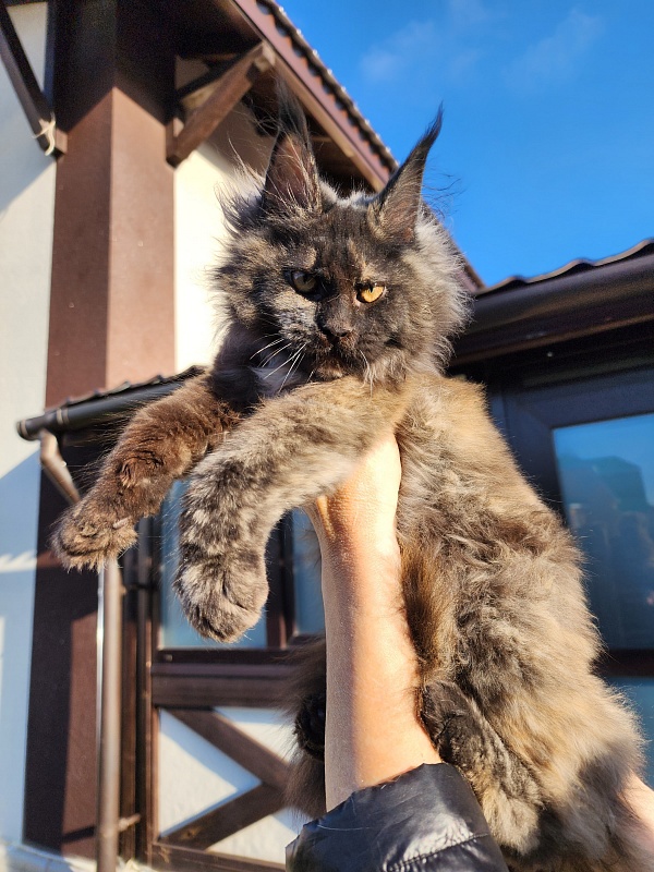 Kiss of Spring  Akbars - Kitten maine-coon 3 months 1.5 week