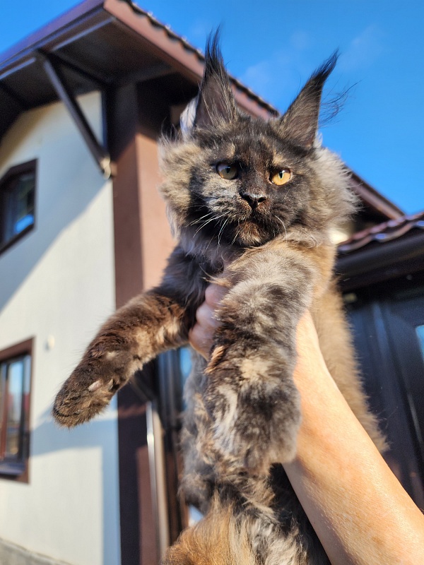 Kiss of Spring  Akbars - Kitten maine-coon 3 months 1.5 week