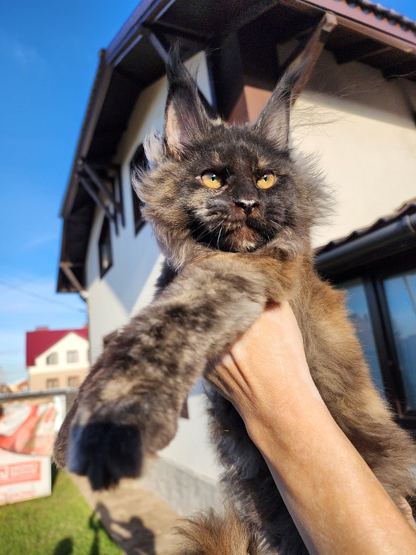 Kiss of Spring  Akbars - Kitten maine-coon 3 months 1.5 week