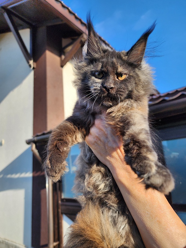 Kiss of Spring  Akbars - Kitten maine-coon 3 months 1.5 week