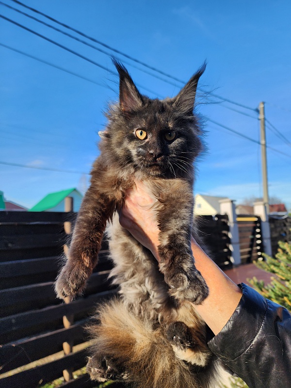 Kiss of Spring  Akbars - Kitten maine-coon 3 months 1.5 week