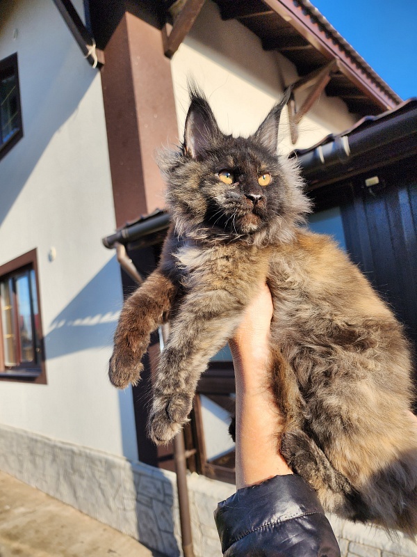 Kiss of Spring  Akbars - Kitten maine-coon 3 months 1.5 week