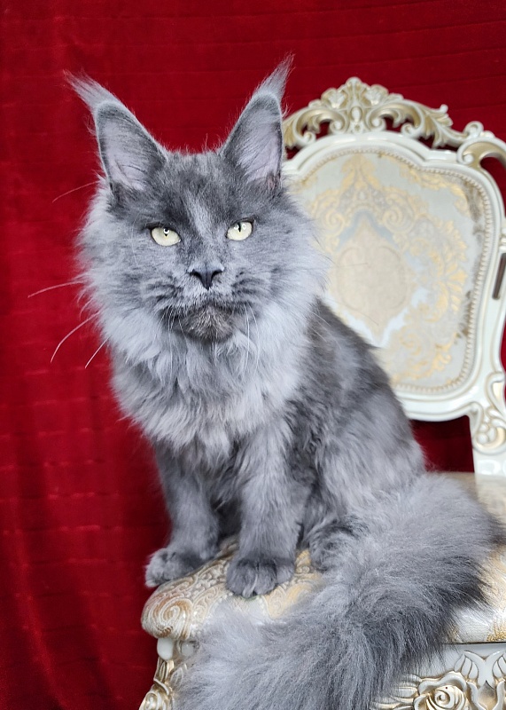 Zakhar Akbars - Kitten maine-coon 4 months 4 weeks