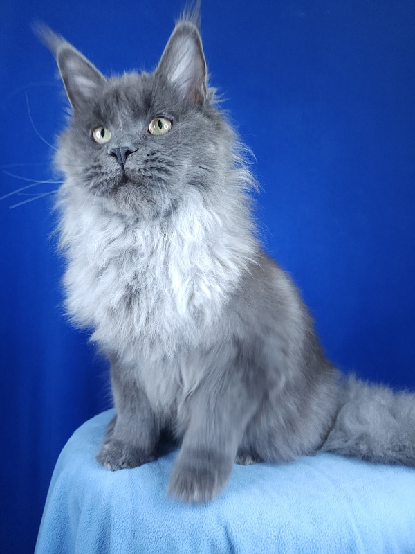 Zakhar Akbars - Kitten maine-coon 5 months 3.5 weeks