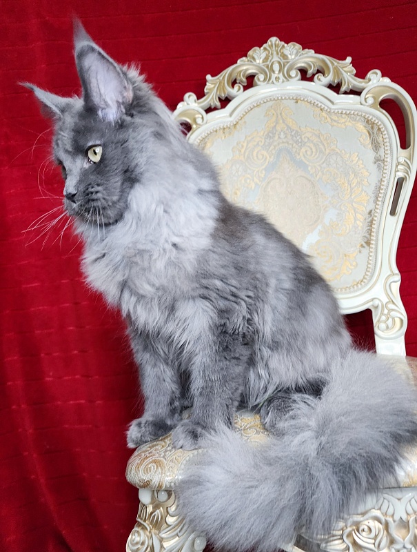 Zakhar Akbars - Kitten maine-coon 4 months 4 weeks