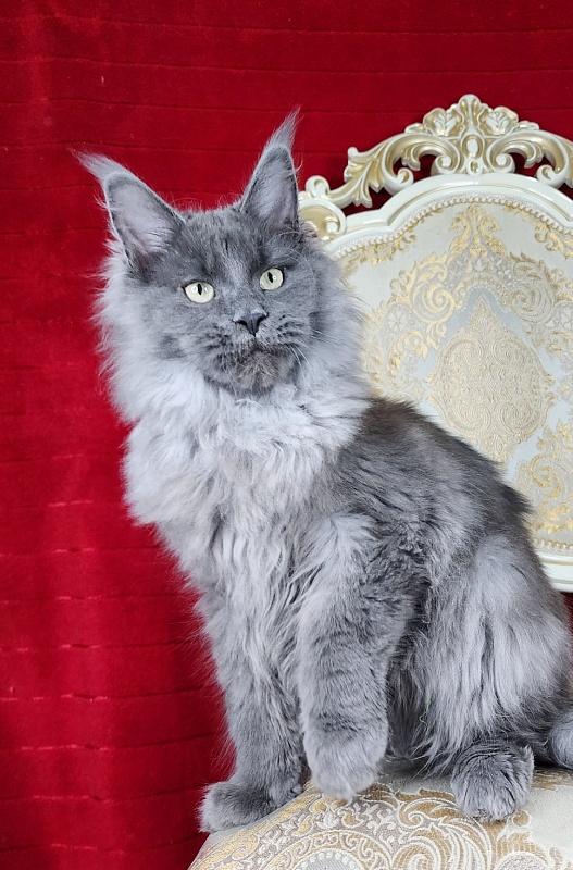 Zakhar Akbars - Kitten maine-coon 4 months 4 weeks
