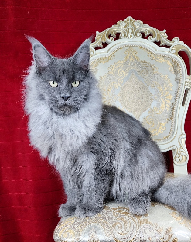 Zakhar Akbars - Kitten maine-coon 4 months 4 weeks