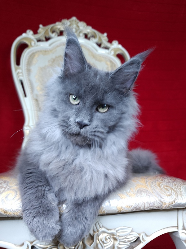 Zakhar Akbars - Kitten maine-coon 4 months 4 weeks