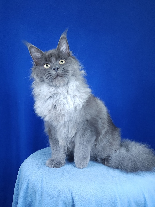 Zakhar Akbars - Kitten maine-coon 5 months 3.5 weeks