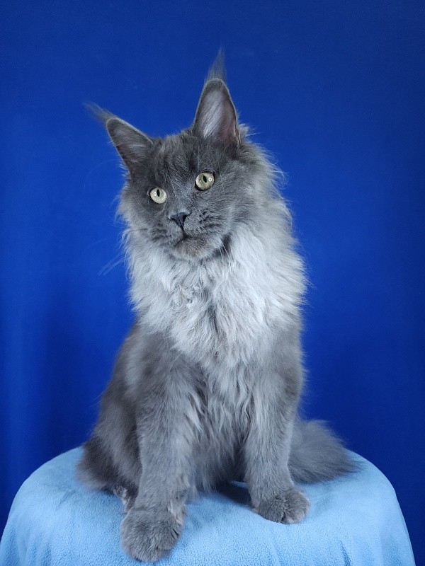 Zakhar Akbars - Kitten maine-coon 5 months 3.5 weeks