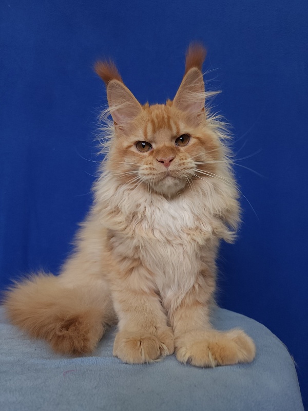 Jaromir Cat Akbars (polydactyl) - Kitten maine-coon 4 months 2 weeks